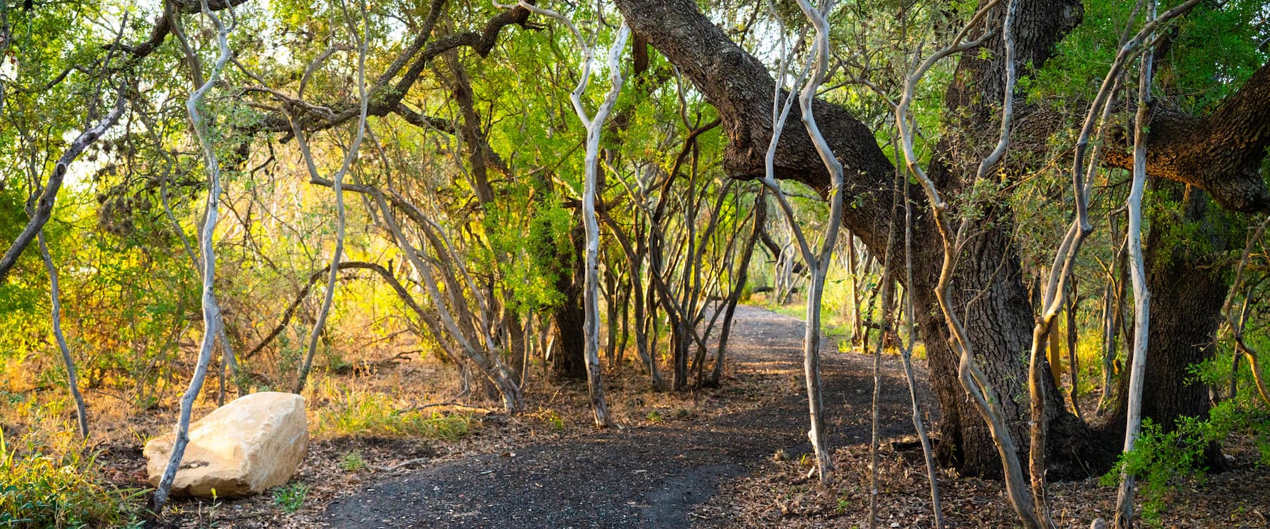 Sun shines through foliage on the path of the Madla Greenway at VIDA San Antonio