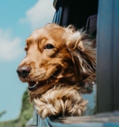 A dog looking out the window of a car.